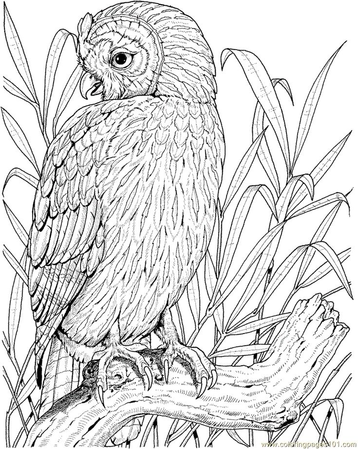 260 best Owl Coloring Pages for Adults images on Pinterest ... 260 best Owl Coloring Pages for Adults images on Pinterest ...