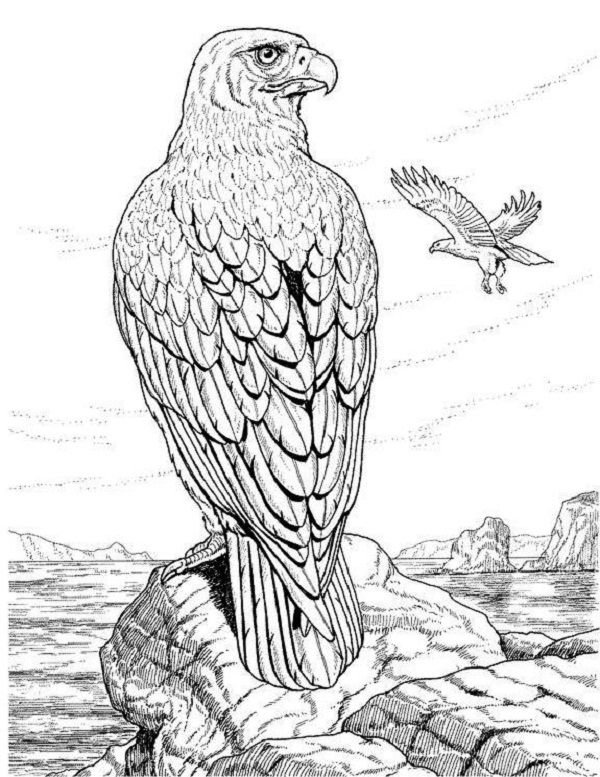 210 best Adult coloring pages images on Pinterest Coloring pages - fresh detailed peacock coloring pages 210 best Adult coloring pages images on Pinterest Coloring pages - fresh detailed peacock coloring pages