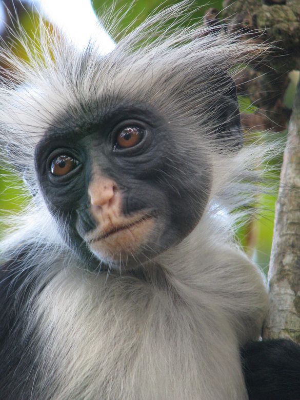 the colobus monkey of africa Black-and-white colobus are old world monkeys of the genus colobus, native to africa they are closely related to the brown colobus monkeys of genus piliocolobus . the colobus monkey of africa Black-and-white colobus are old world monkeys of the genus colobus, native to africa they are closely related to the brown colobus monkeys of genus piliocolobus .