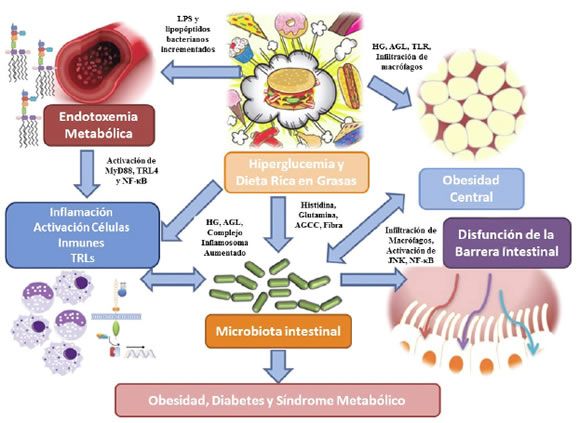 ESTADO HIPEROSMOLAR HIPERGLUCEMICO NO CETOSICO PDF