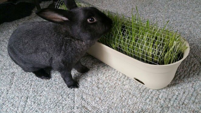 DIY Rabbits Graze Planter – petdiys.com A small chicken wire keeps … – Kaninchen DIY Rabbits Graze Planter – petdiys.com A small chicken wire keeps … – Kaninchen