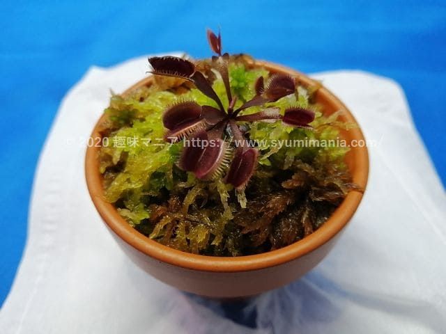 ハエトリソウ ハエトリグサ Dionaea Muscipula 食虫植物の育て方 栽培 品種 ハエトリグサ ハエトリソウ 食虫植物 ハエトリソウ ハエトリグサ Dionaea Muscipula 食虫植物の育て方 栽培 品種 ハエトリグサ ハエトリソウ 食虫植物
