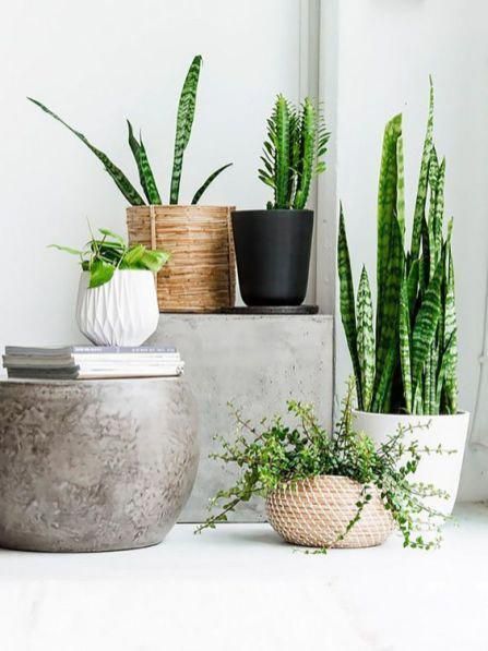 Office Plants No Sunlight 15 Houseplants Indoor Office Plants No Sunlight 15 Houseplants