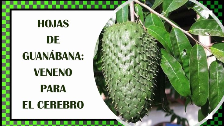 Hojas De Guanábana Veneno Para El Cerebro Hojas de guanábana: veneno para el cerebro por Nely Helena Acosta
