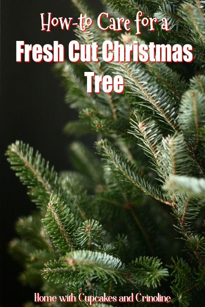 25 b 228 sta fresh cut christmas trees id 233 erna p 229 pinterest 25 b 228 sta fresh cut christmas trees id 233 erna p 229 pinterest