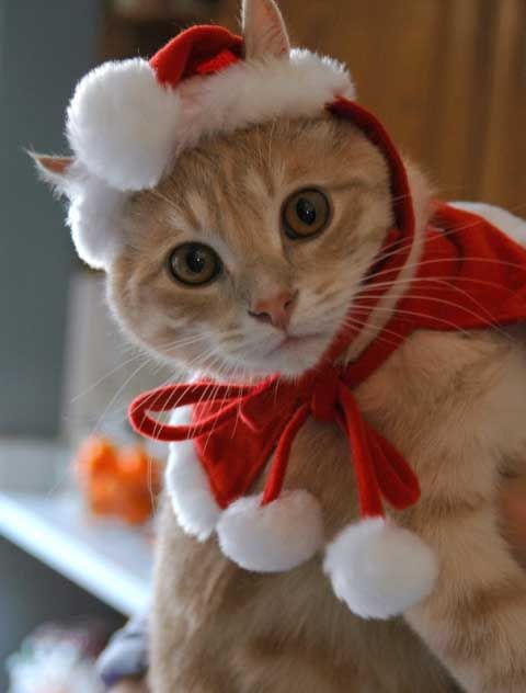Kittens Christmas Outfits €“ 20 Christmas Costumes For Cats DIY Kittens Christmas Outfits - 20 Christmas Costumes For Cats - Kittens Christmas Outfits €“ 20 Christmas Costumes For Cats DIY