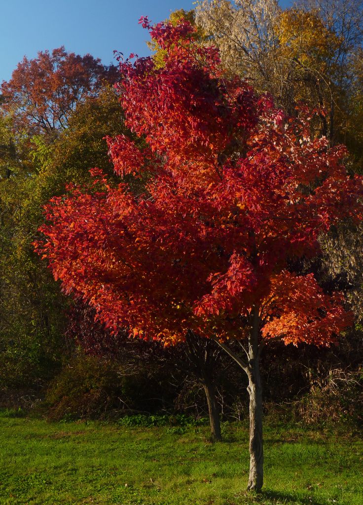 maple tree growing tips care of maple trees how to grow a maple tree garden tips and tricks maple tree growing tips care of maple trees how to grow a maple tree garden tips and tricks