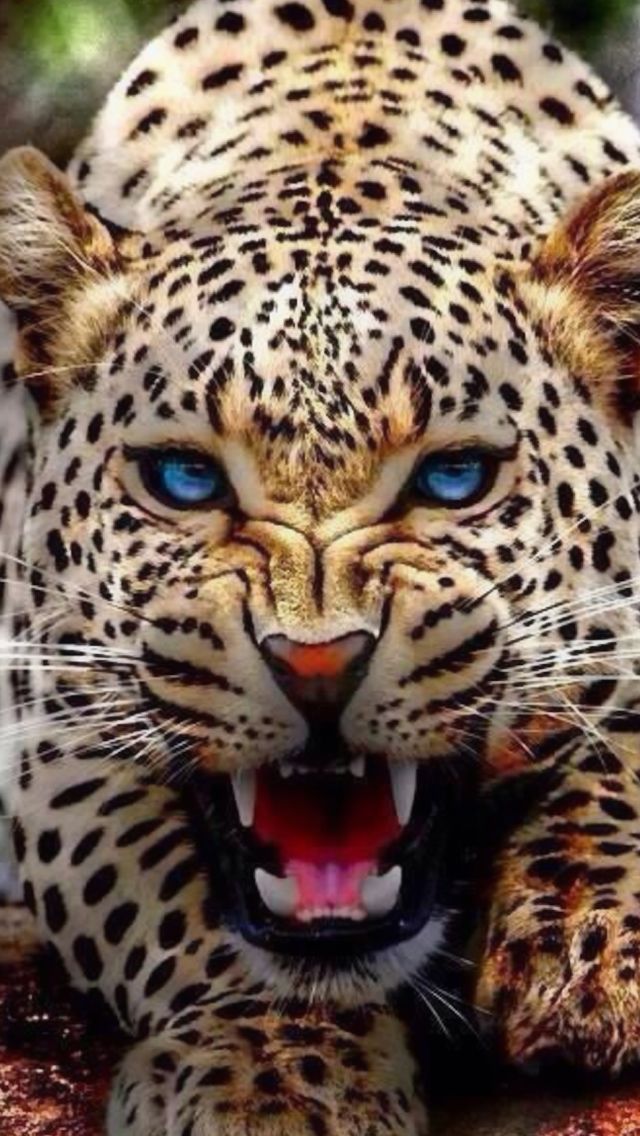 Best 25 Big cats ideas on Pinterest Best 25 Big cats ideas on Pinterest