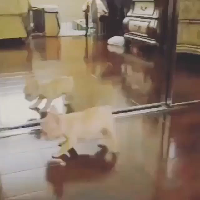 Cute Puppy Vs Mirror Boy Cute Mirror Puppy Cute Baby