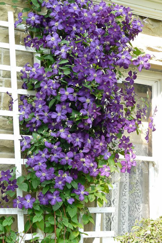 33 Best Flowers Plants Images On Pinterest Planets Plant And K Jackman England Clematis Jackmanii Is Possibly The Best Known In World Green House Needs Complementing Purple
