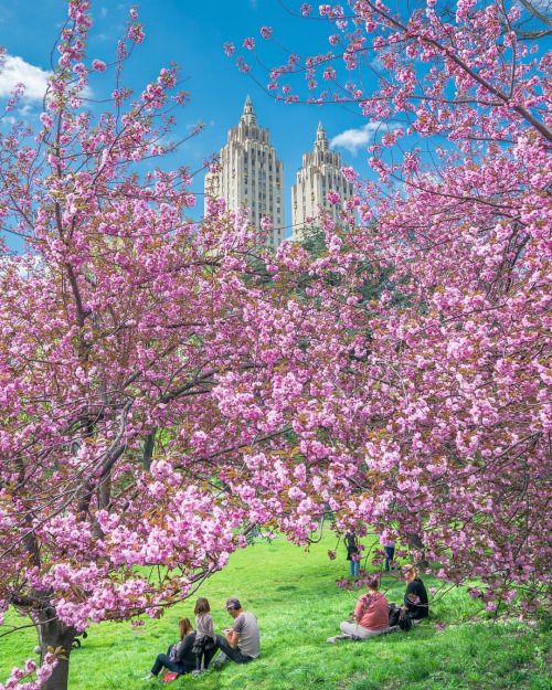 Cherry blossoms in Central Park by @Nylovesny (New York City Feelings)