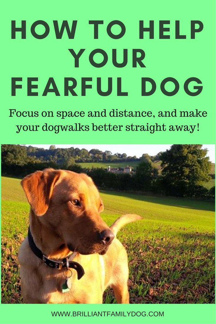 Dog Training 101 How To Train Your Dog Aggressive Dog Dog