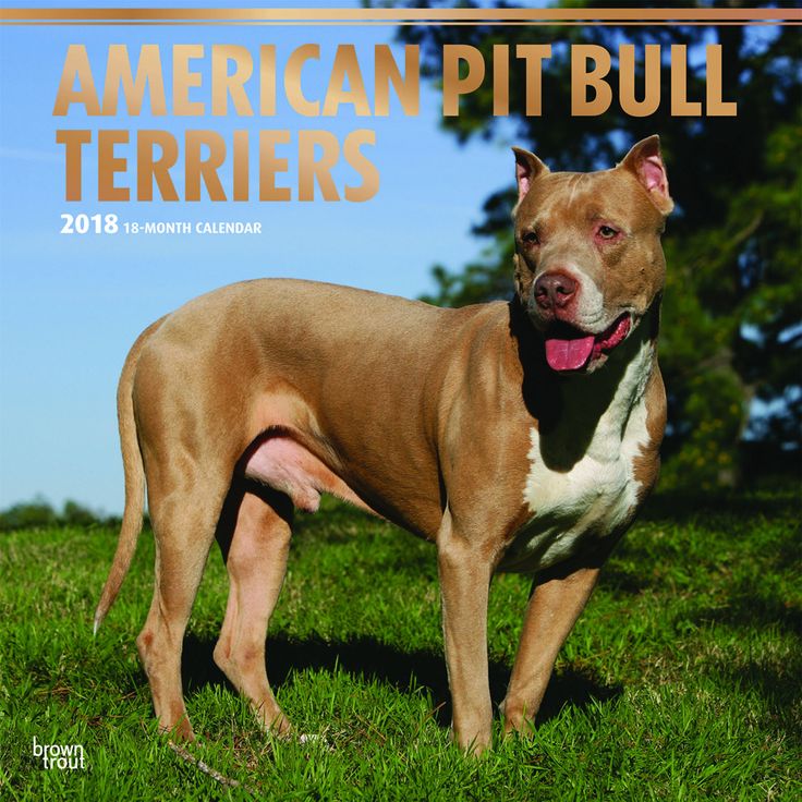 american pitbull terrier tom garner kennels 2183 best pit bull dog u0027s images on pinterest bulldogs game and american pitbull terrier tom garner kennels 2183 best pit bull dog u0027s images on pinterest bulldogs game and