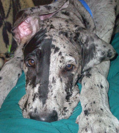 gran danes puppy 162 best great danes images on great danes big dogs and dogs gran danes puppy 162 best great danes images on great danes big dogs and dogs