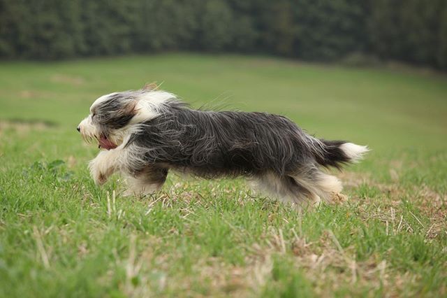 Bearded Collie Dog Breed Information Bearded Collie Dog Breeds
