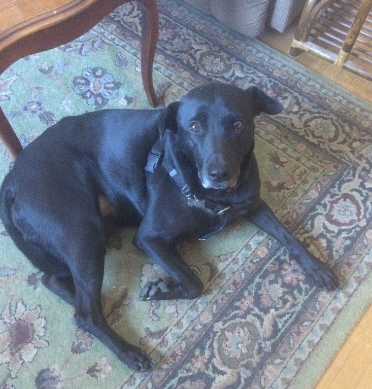 Adopt Rosie On Dog Logo Dogs Pet Adoption