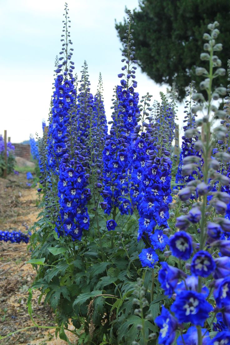 3831 Best Blue Flowers Images On Pinterest Find This Pin And More On Blue Flowers
