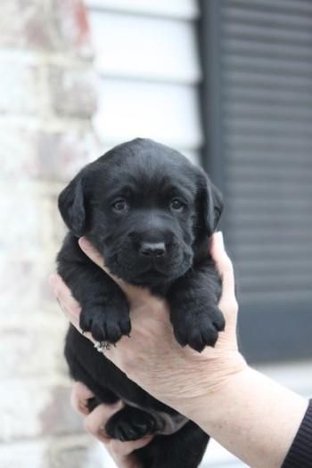 chocolate lab puppies for sale in ny best 25 retriever puppies ideas on retriever puppy golden retrievers and chocolate lab puppies for sale in ny best 25 retriever puppies ideas on retriever puppy golden retrievers and