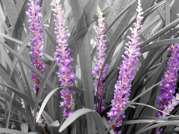 Color Accent 58 best black & white w/ color accents! images on pinterest Color Accent 58 best black & white w/ color accents! images on pinterest