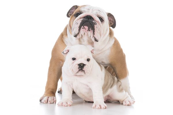 Schedules And Guides For Feeding Puppies Http Bit Ly 2wttjv