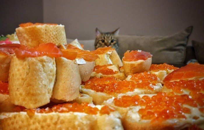 Пожеланиями любви, красная икра картинки смешные