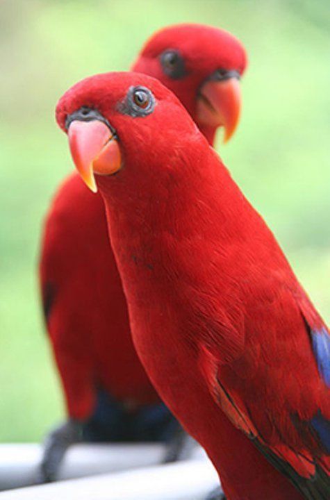 Beliebte und seltene Lories und Lorikeets als Haustiere – #als #popular #Hausti … – Vögel Beliebte und seltene Lories und Lorikeets als Haustiere – #als #popular #Hausti … – Vögel