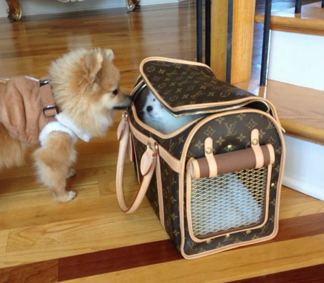 681 best dogs being dogs images on pinterest dogs doggies and southwest airlines pet carrier size