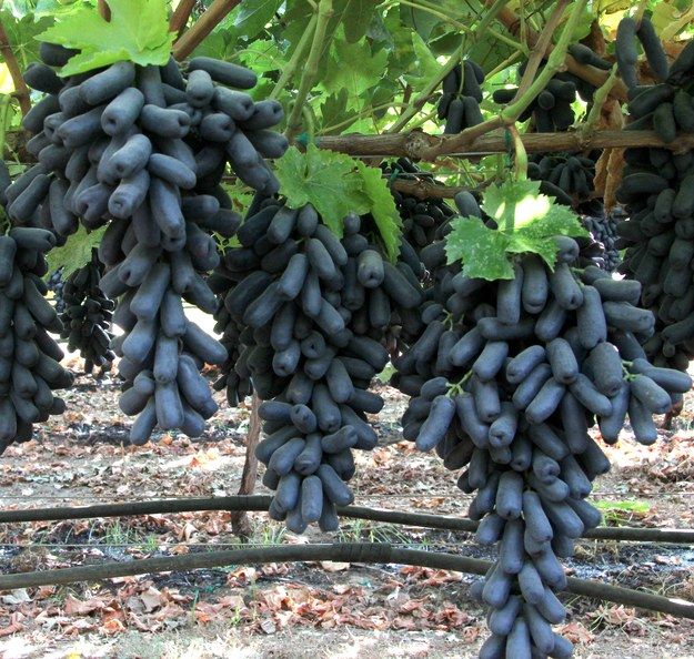 Drveće sa voćem koje liči na grožđe