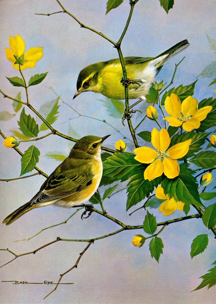 birds paintings