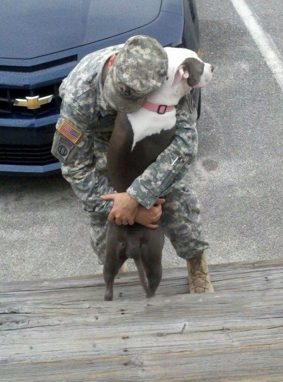 Pin by Rachel Gildner on Pitbull Patriotic pets, Military dogs, Dogs Pin by Rachel Gildner on Pitbull Patriotic pets, Military dogs, Dogs