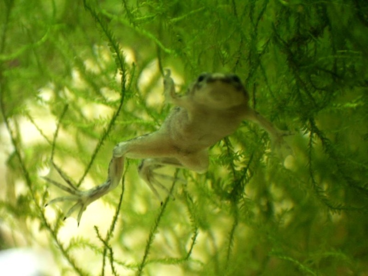 African Dwarf Frogs & Bettas | Betta Fish Care | Dwarf frogs, Betta fish care, Betta fish