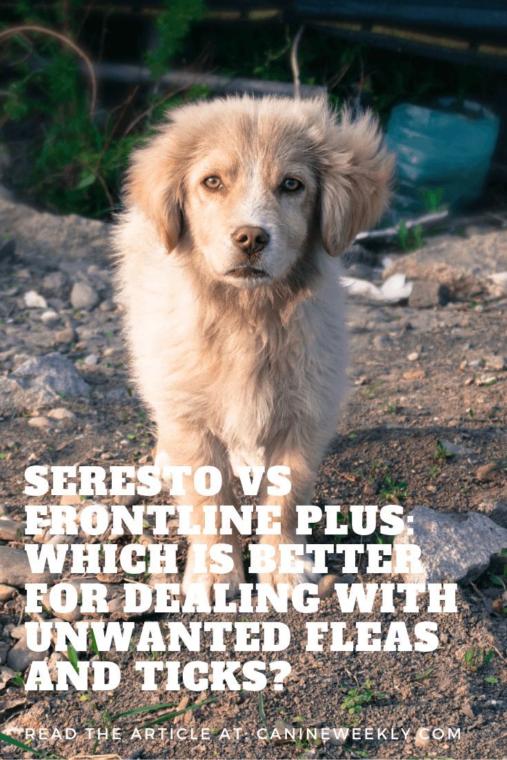 Fleas Big Dogs And Hard Decisions With Images Big Dogs Dogs Fleas
