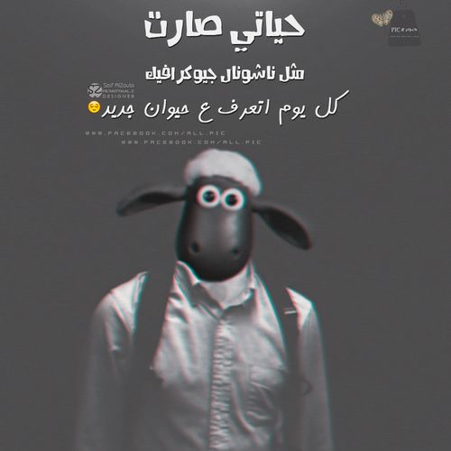 صور مضحكة اجمل الصور المضحكة مع التعليق مكتوب عليها مسخرة مواقف مضحكة للبنات اقوي الصور المضحكة فى العال Arabic Funny Funny Jokes Graphic Design Posters