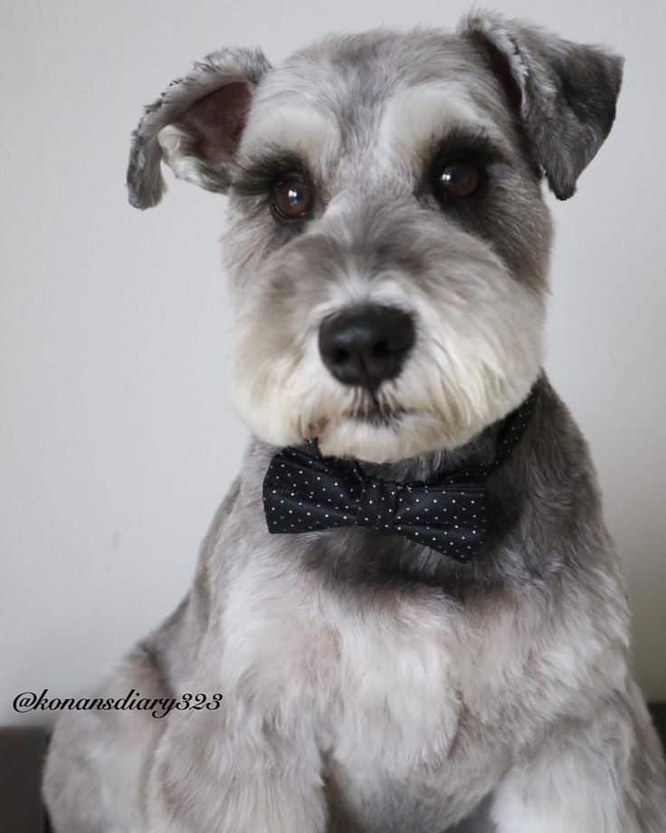 Best 25 Schnauzer Cut Ideas On Pinterest Schnauzer | the 25 best schnauzer grooming ideas on pinterest Best 25 Schnauzer Cut Ideas On Pinterest Schnauzer | the 25 best schnauzer grooming ideas on pinterest
