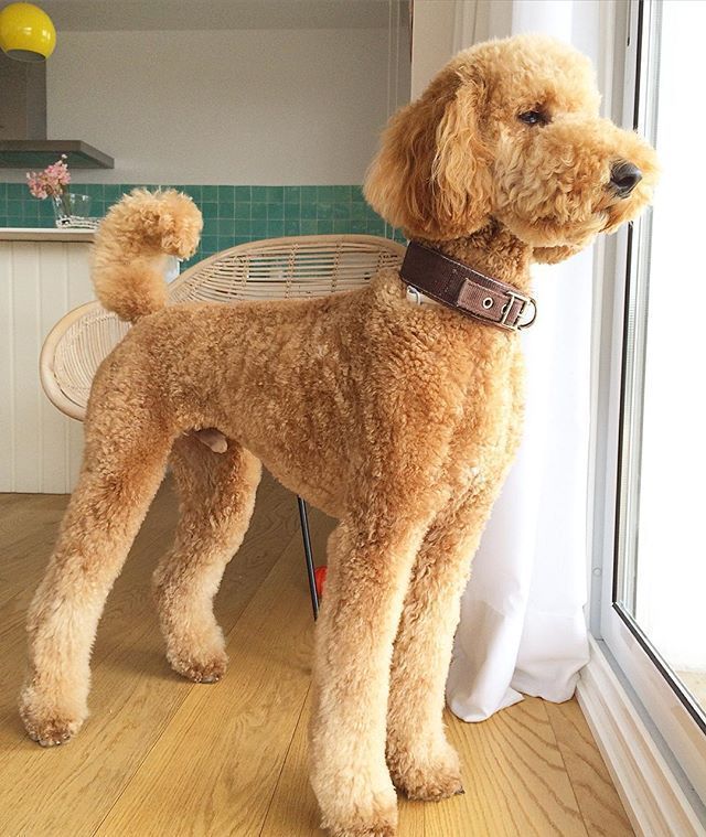 Geddy A Royal Standard Poodle Color Brown Weight 102 Lbs