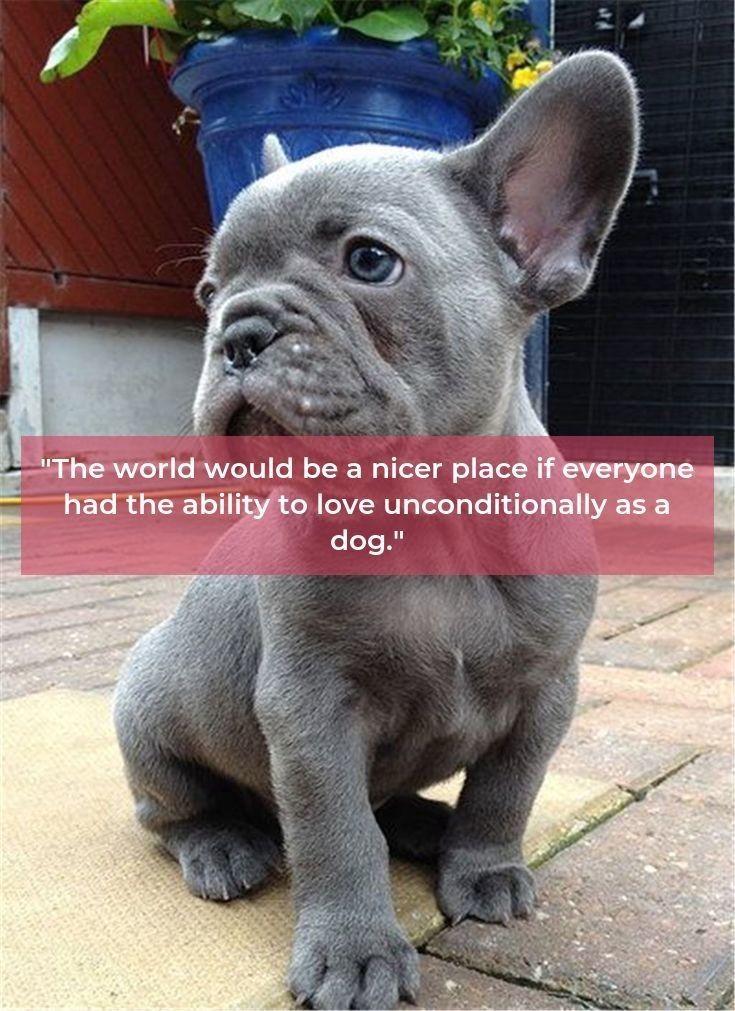 French Bulldog Playful And Smart French Bulldog French