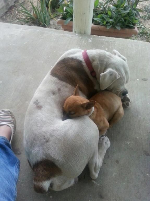 boxer dog uncontrollable head shaking 932 best boxers images on pinterest boxer love boxers and boxer boxer dog uncontrollable head shaking 932 best boxers images on pinterest boxer love boxers and boxer