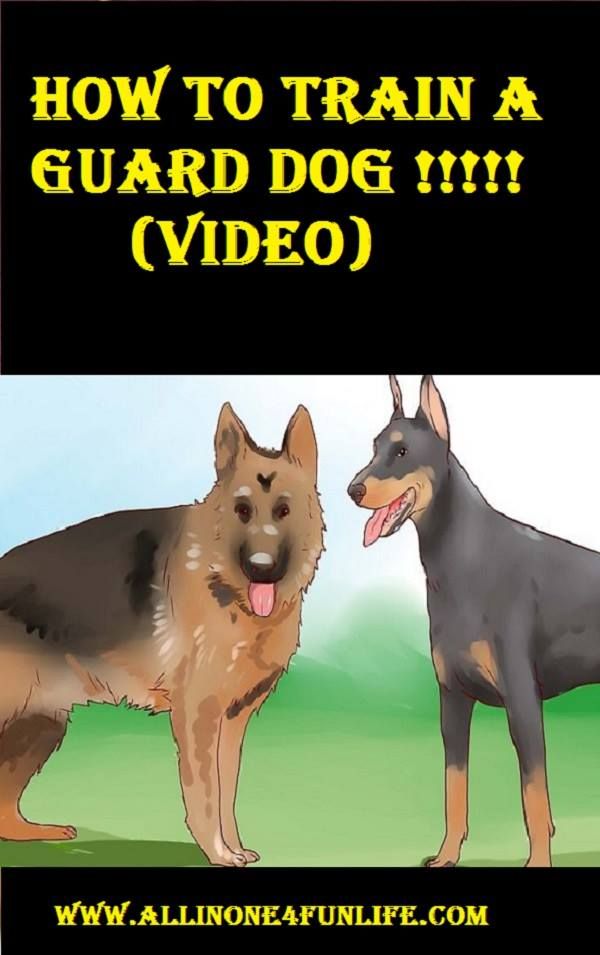 How To Train A Guard Dog Video Dog Dogs Guard Train Animal