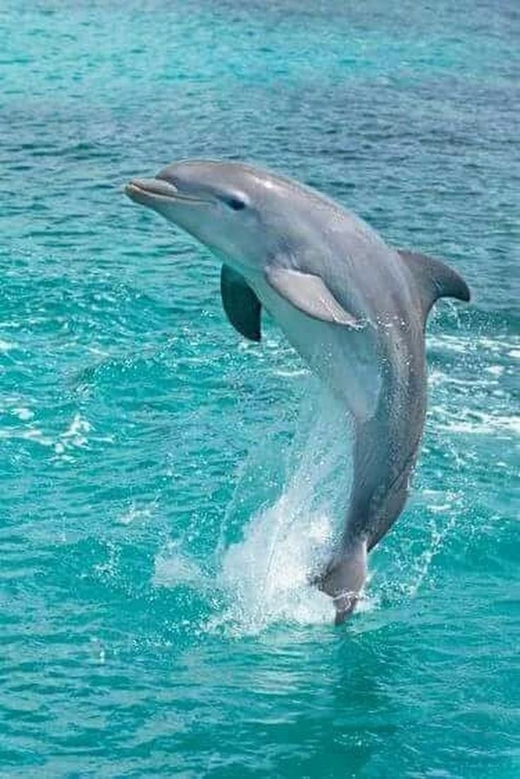 Dolphin Park (Voronezh) - past and present Dolphin Park (Voronezh) - past and present