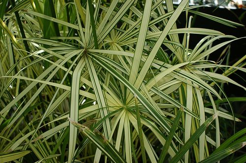 50 Seeds Cyperus Alternifolius Bonsai Plant Tree House Herb Garden Flower Decor 50 Seeds Cyperus Alternifolius Bonsai Plant Tree House Herb Garden Flower Decor