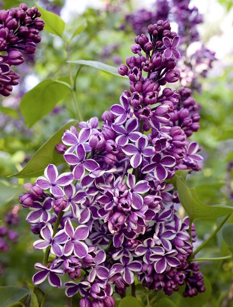 50 best Garten Duftender Flieder images on Pinterest Lilac - lila blumen bestimmen 50 best Garten Duftender Flieder images on Pinterest Lilac - lila blumen bestimmen