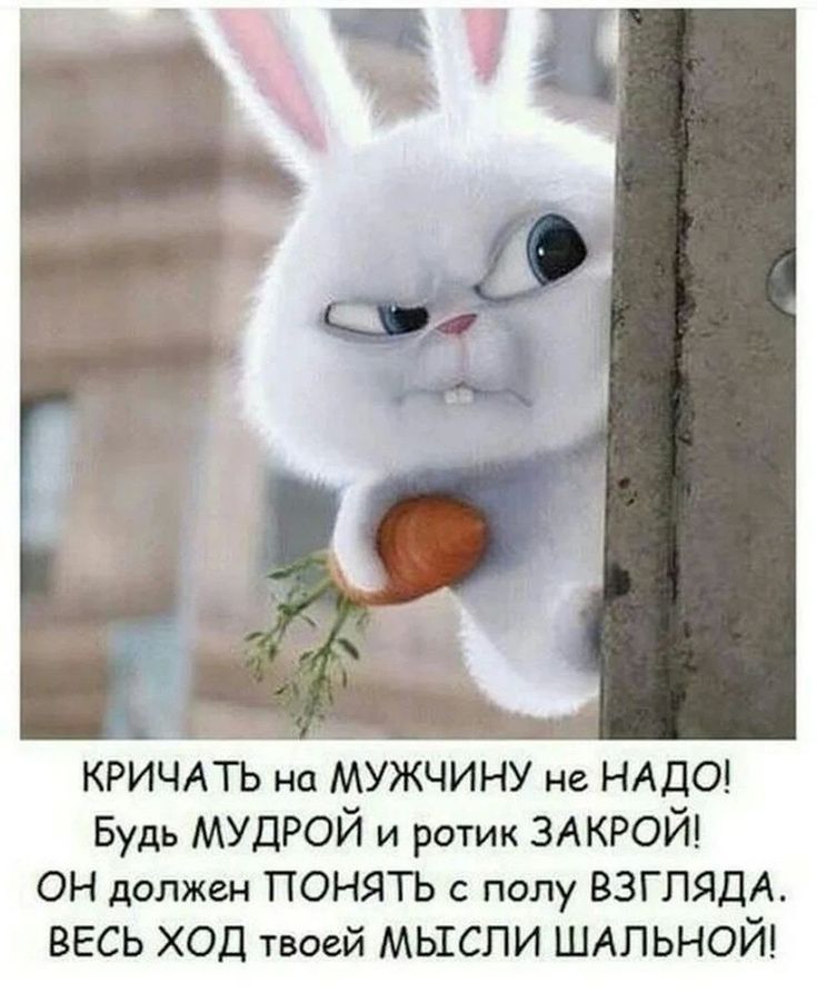 Падающих, прикольные картинки зайцев с надписями