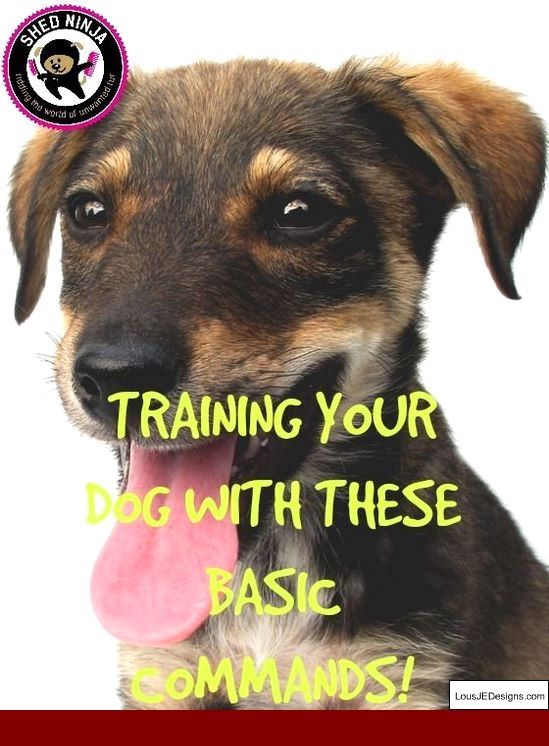 How To Train Your Dog To Stay And Come And Pics Of How To Train