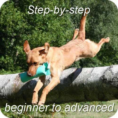 Pin On Cool Dog Training