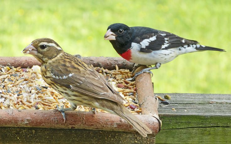 Grosbeak birds