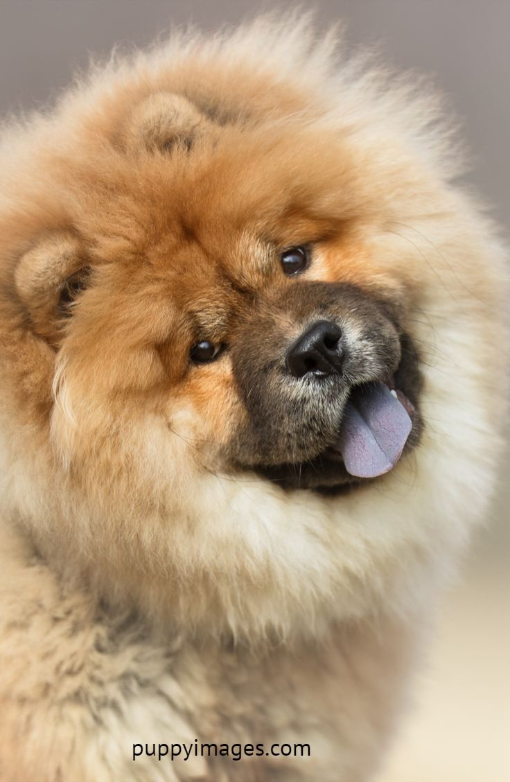Chow Chow Smiling Chow Chow Puppy Chow Chow Dog Puppy Chow