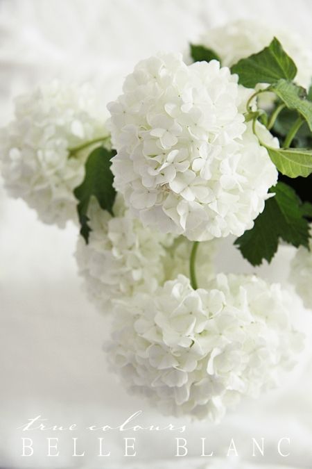 Best 25 White Flowers Ideas Only On Pinterest Wedding Flower Love White Hydrangeas Not Fussed With The Nana Ish Blueauves But
