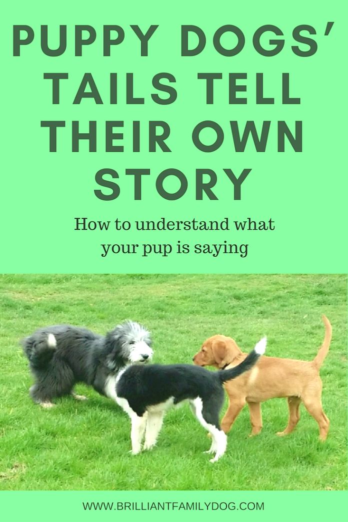 Dog Training Ideas If You Re Trying To Train A Dog Yourself Use