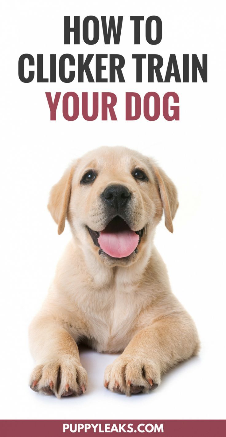 How To Get Started With Clicker Training Your Dog Training Your
