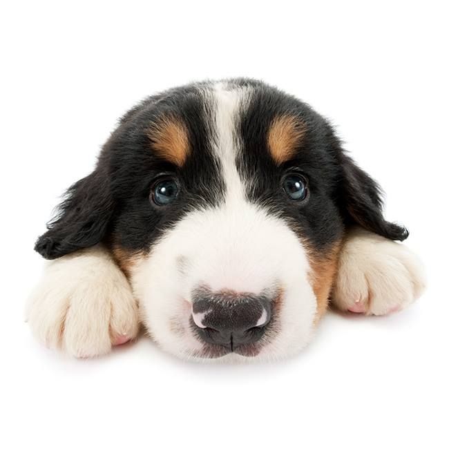 puppy
